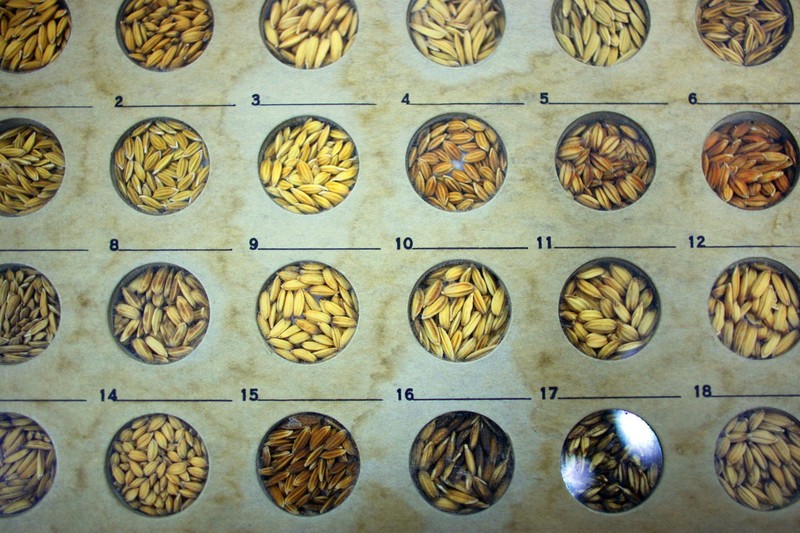 gdo faydali mi zararli mi